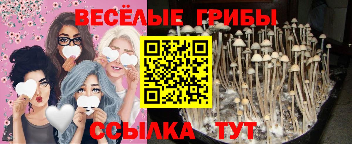 Нефтекамск  Псилоцибиновые грибы GOLDEN TEACHER  Вход с VPN 